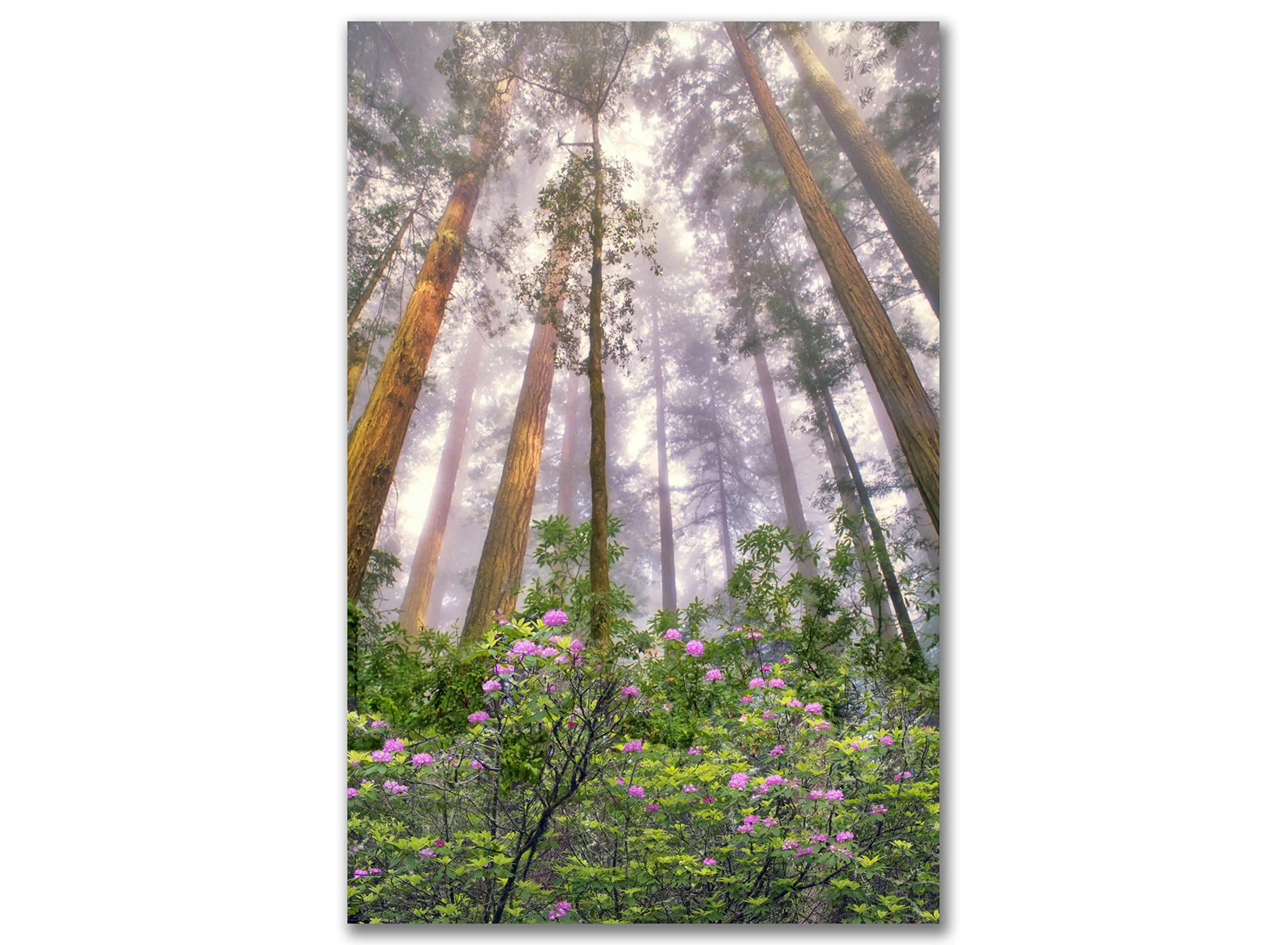 Look Up Gallery Wrapped Canvas
