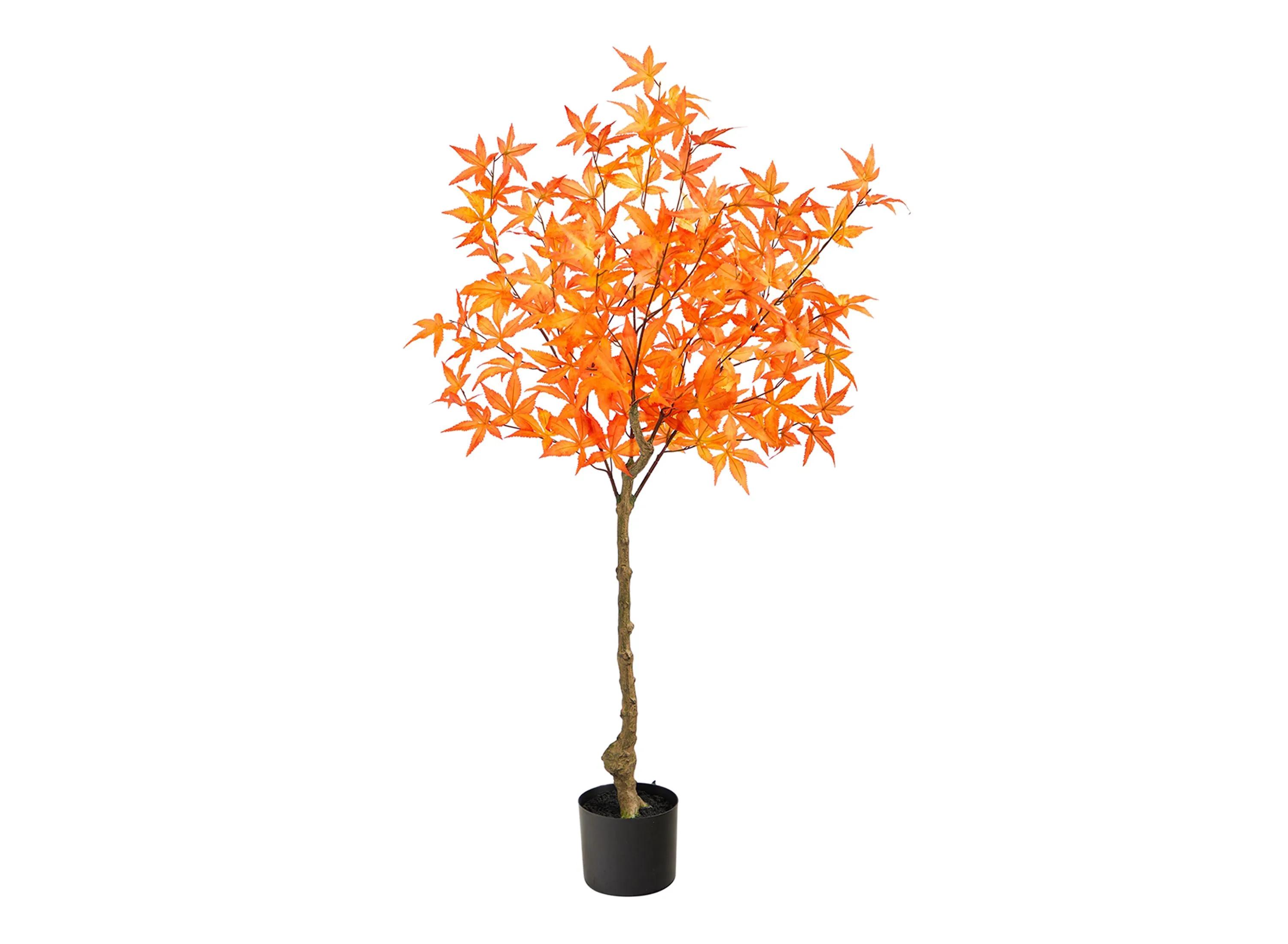 Fall foliage 4ft Harvest Maple Tree