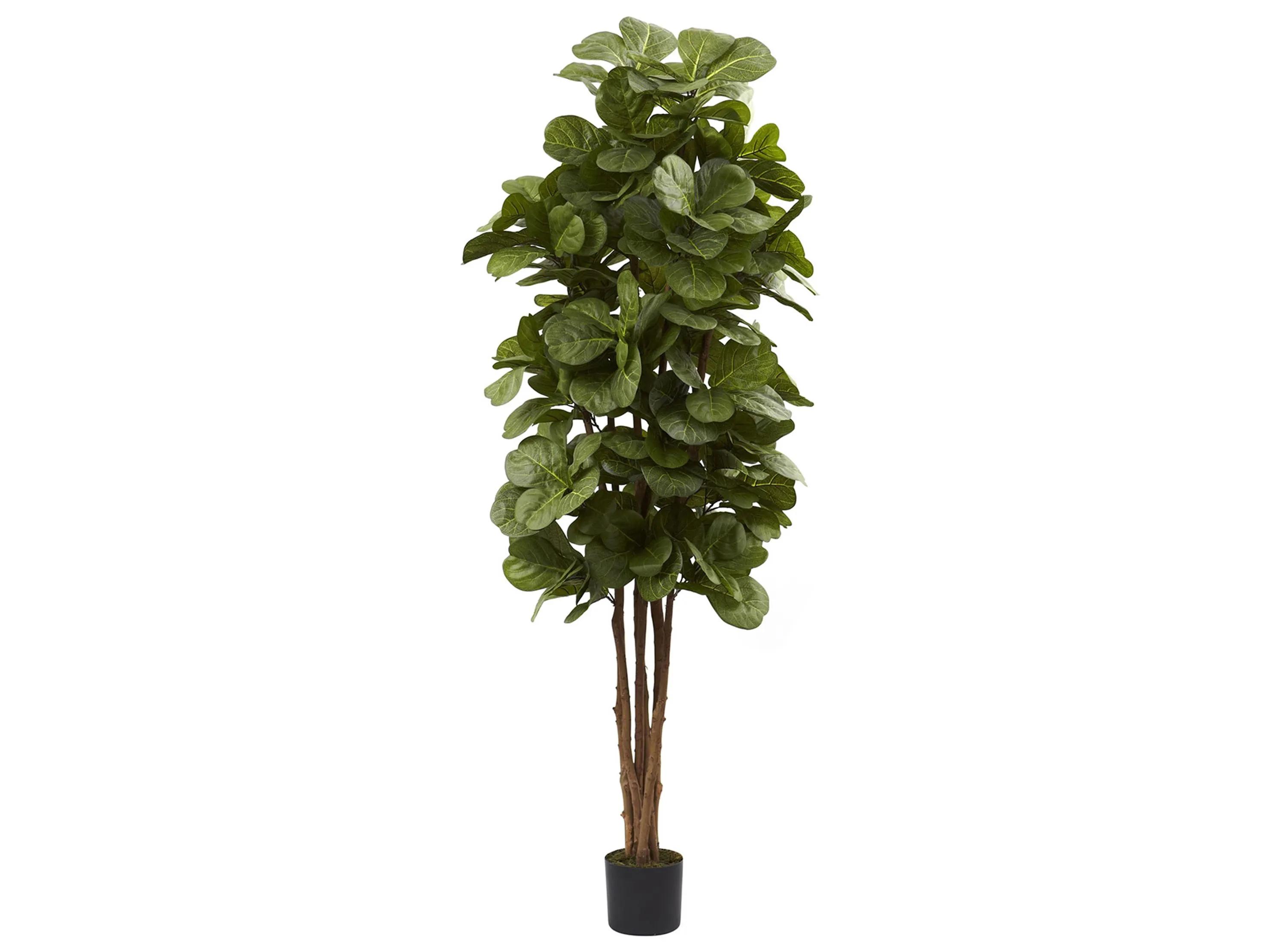 Fiddle Leaf Fig Tree