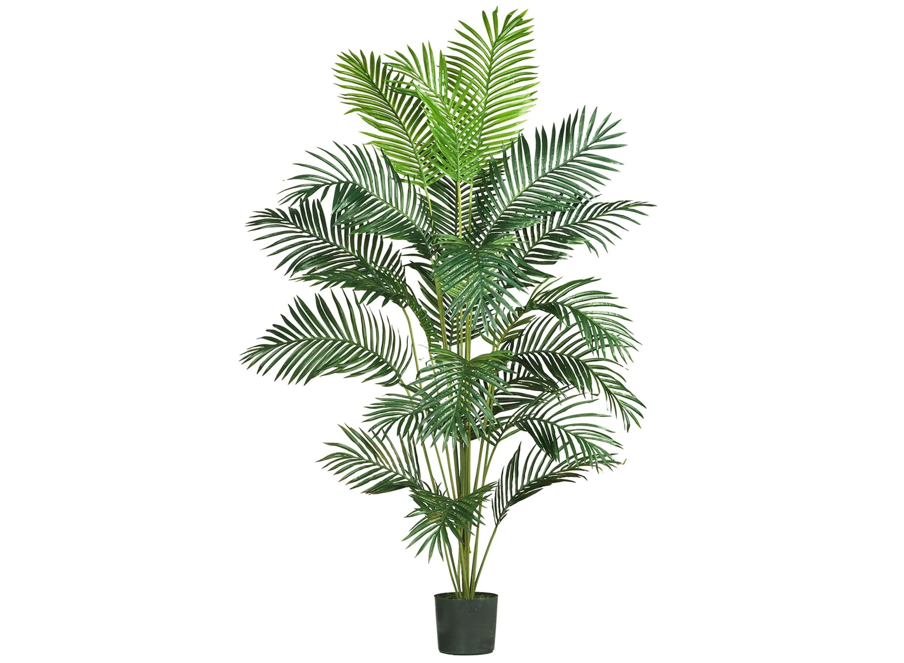 Paradise Palm