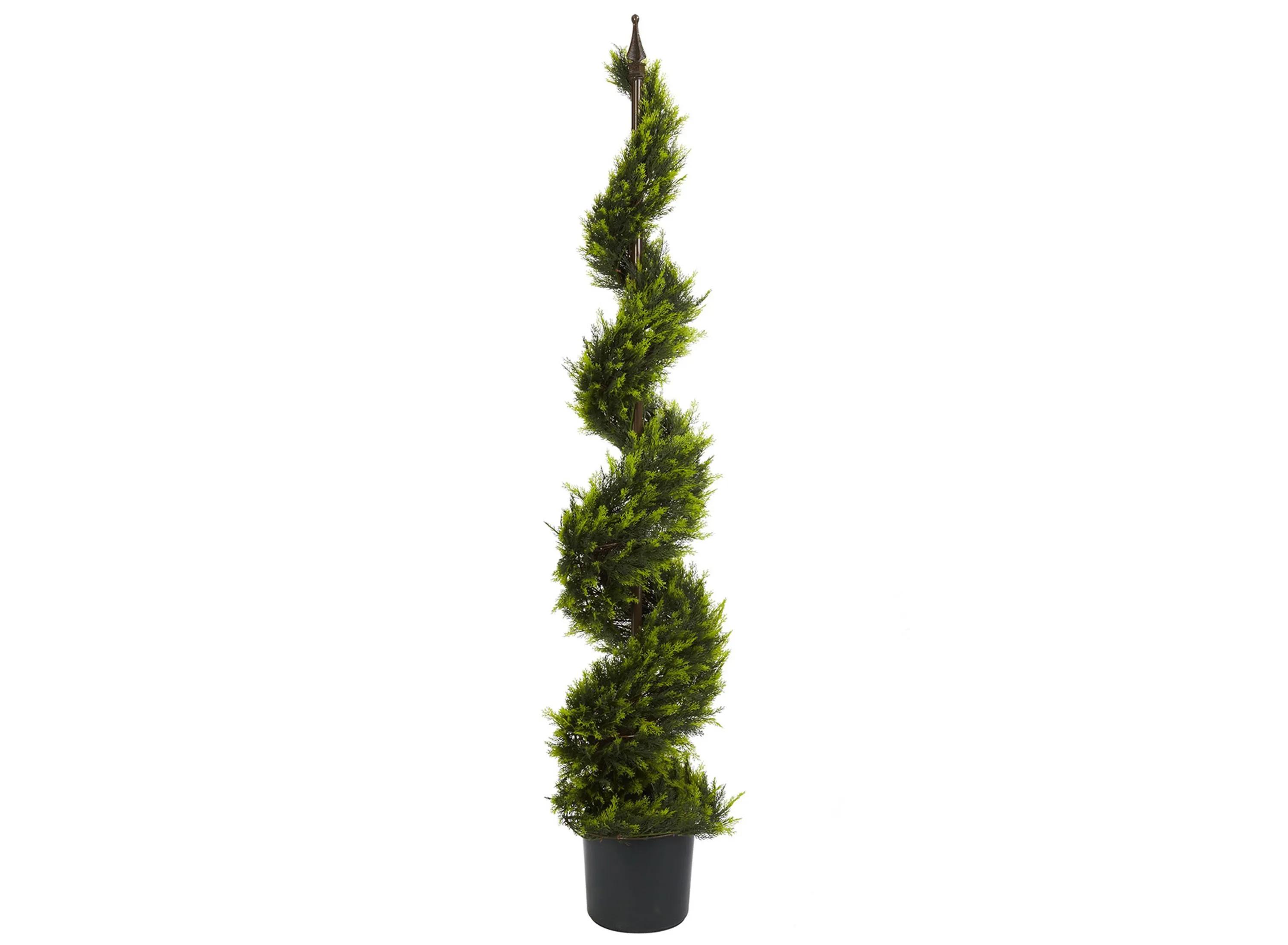 Cypress Spiral Tree