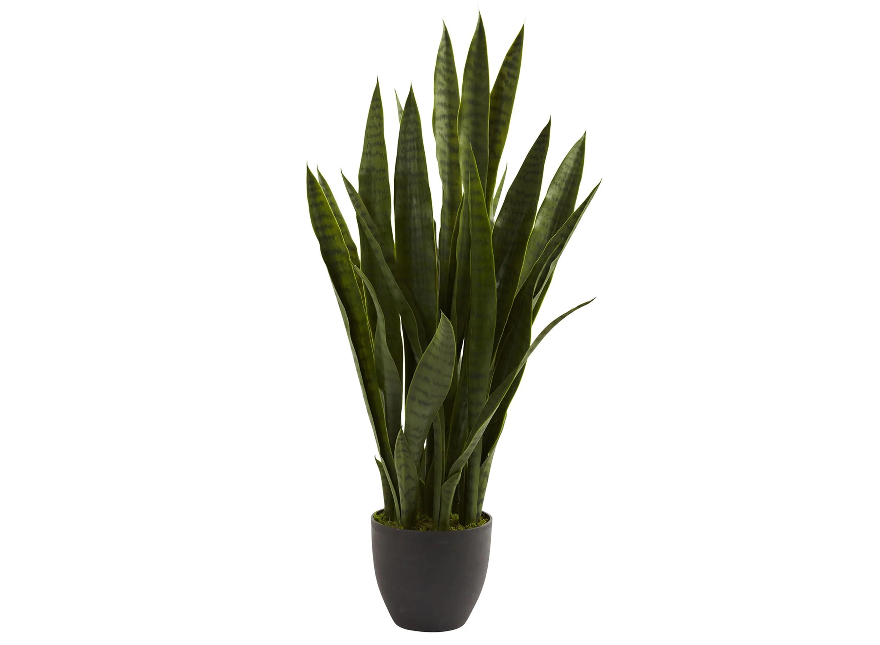Sansevieria with Black Planter