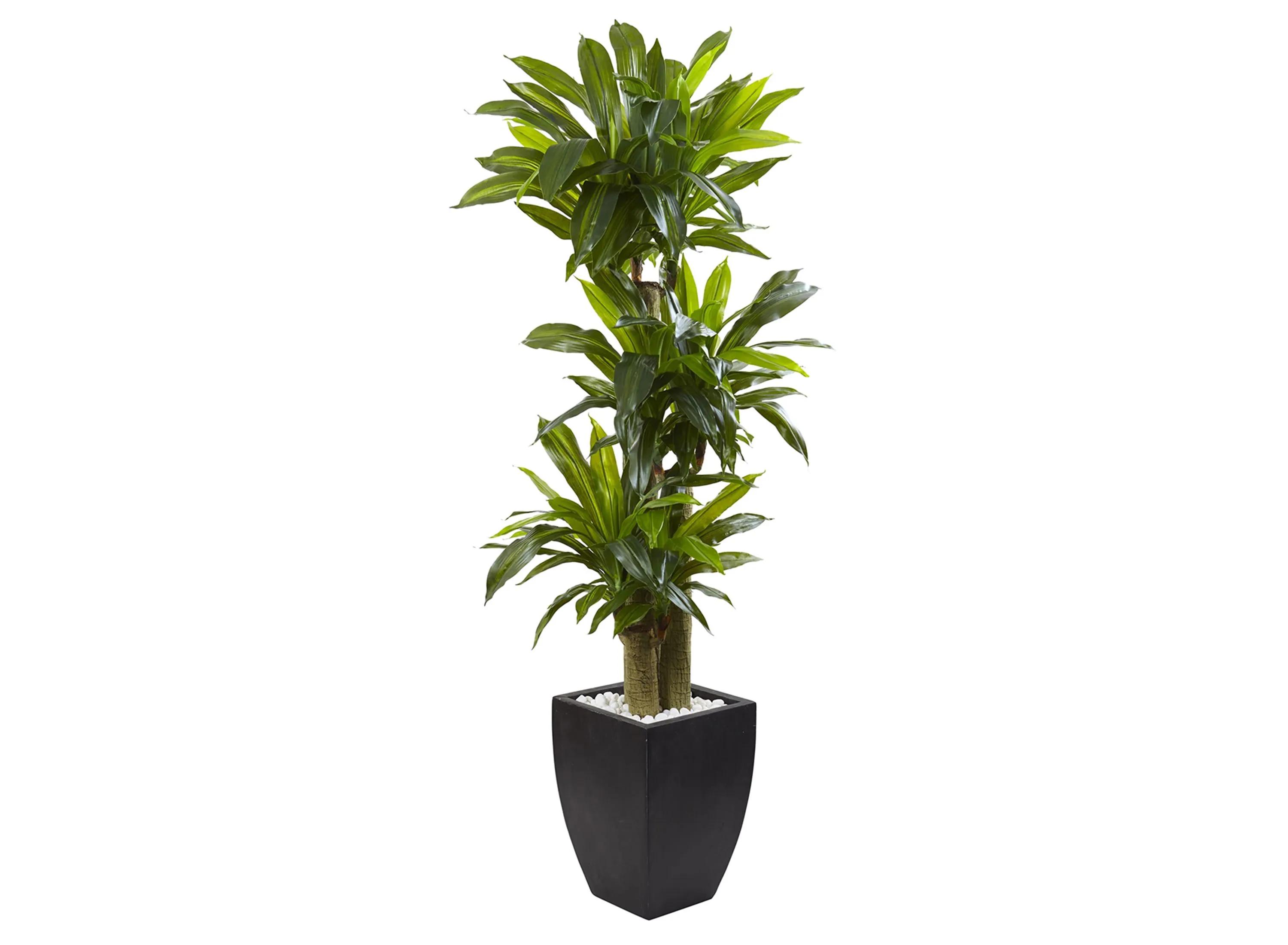 Corn Stalk Dracaena with Black Wash Planter