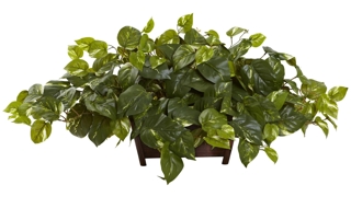 Pothos with Rectangle Decorative Planter