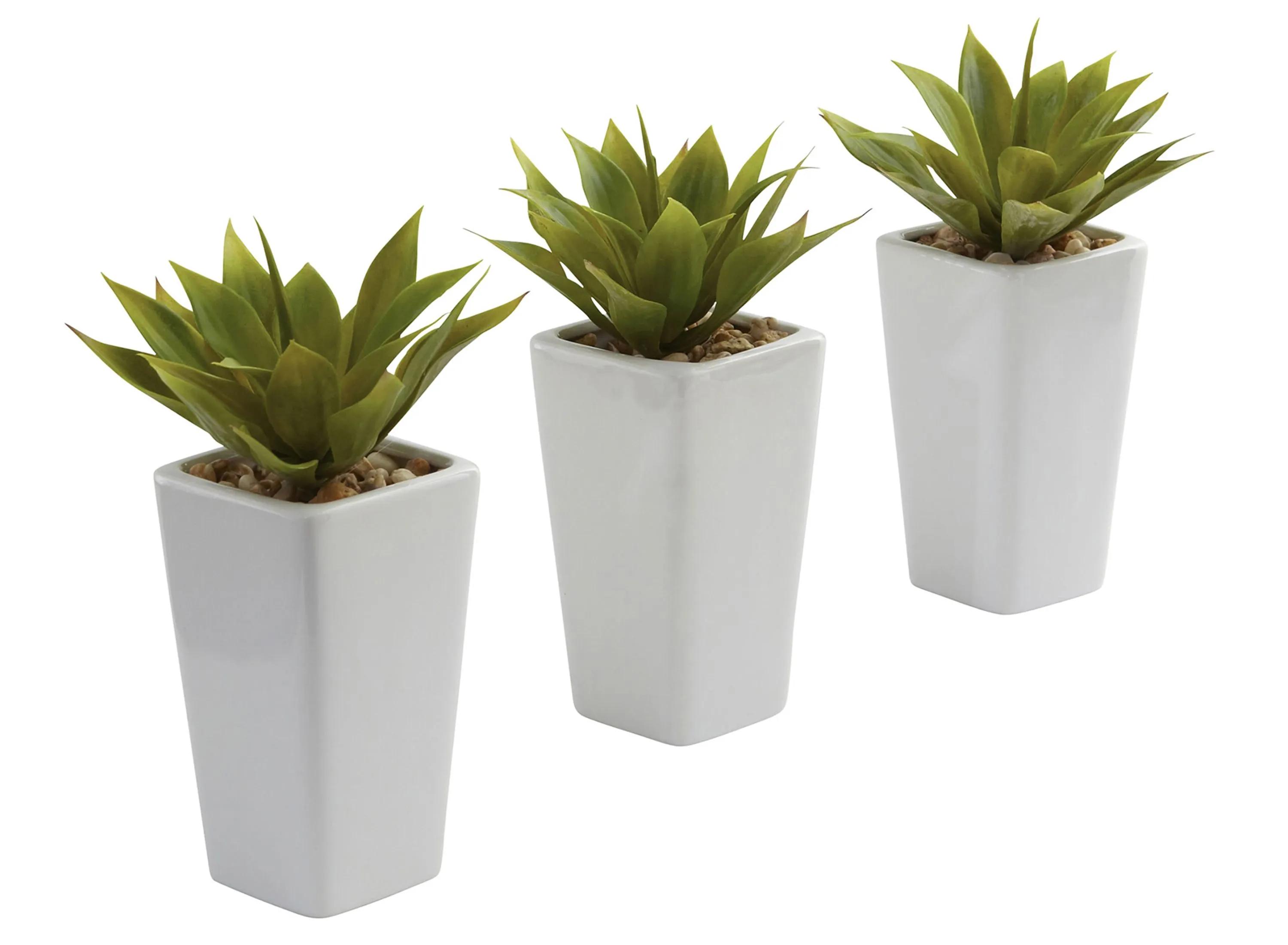 Mini Agave with Planter: Set of 3