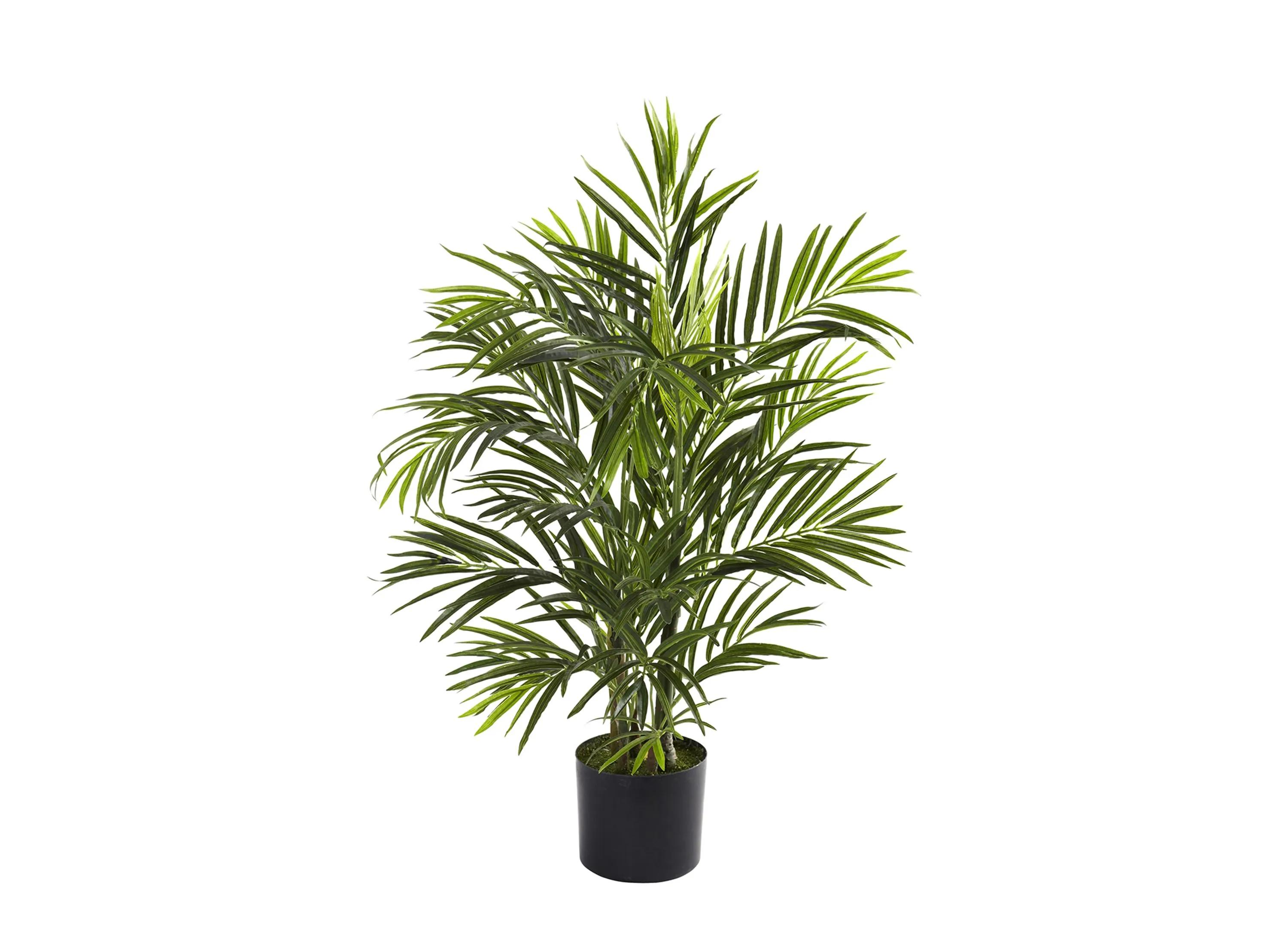 2.5ft. Areca Palm (Indoor/Outdoor)