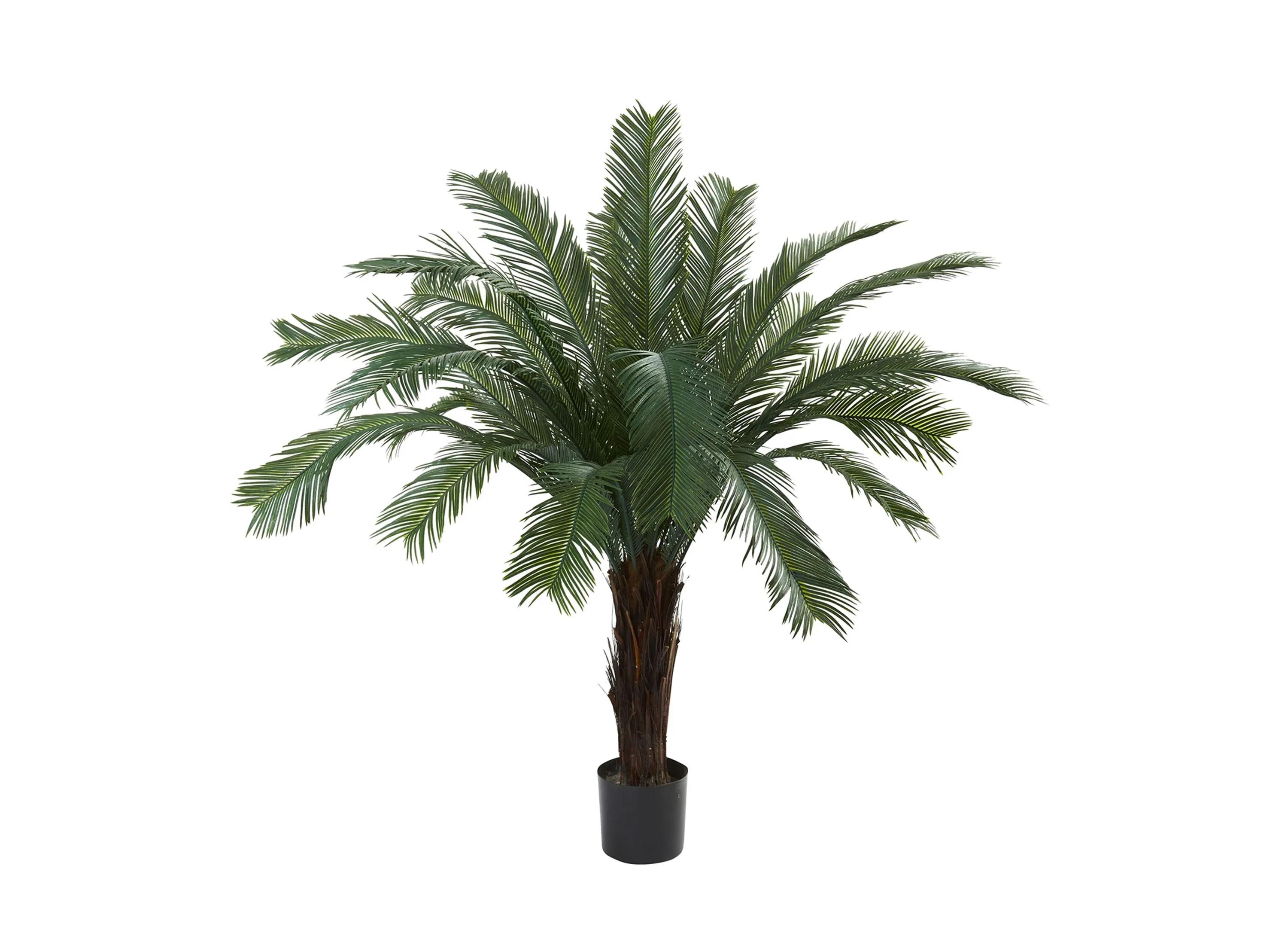 5ft. Cycas Tree (Indoor/Outdoor)