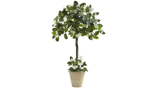 3ft. Stephanotis Topiary with Planter