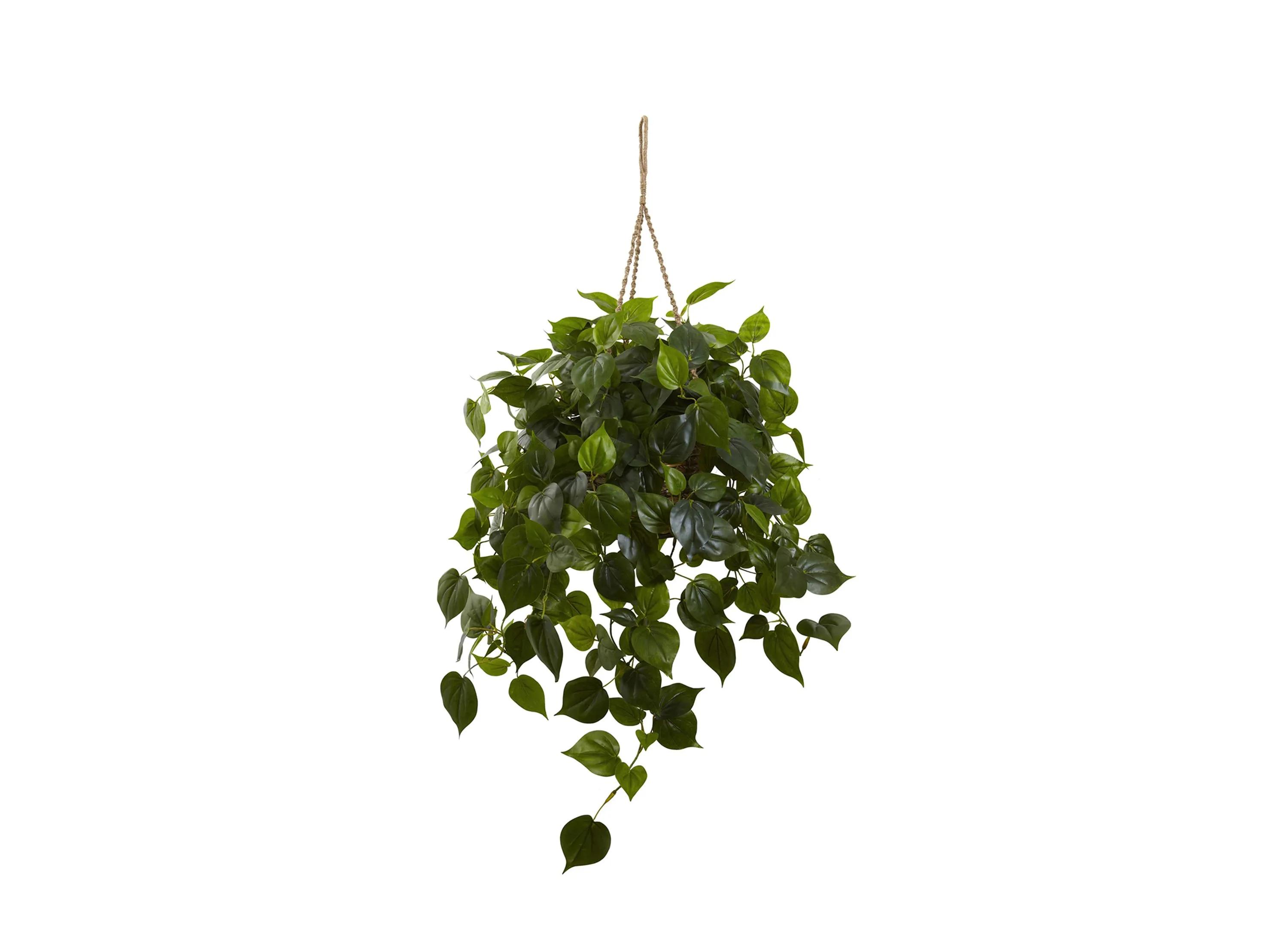 Philodendron Hanging Basket (Indoor/Outdoor)