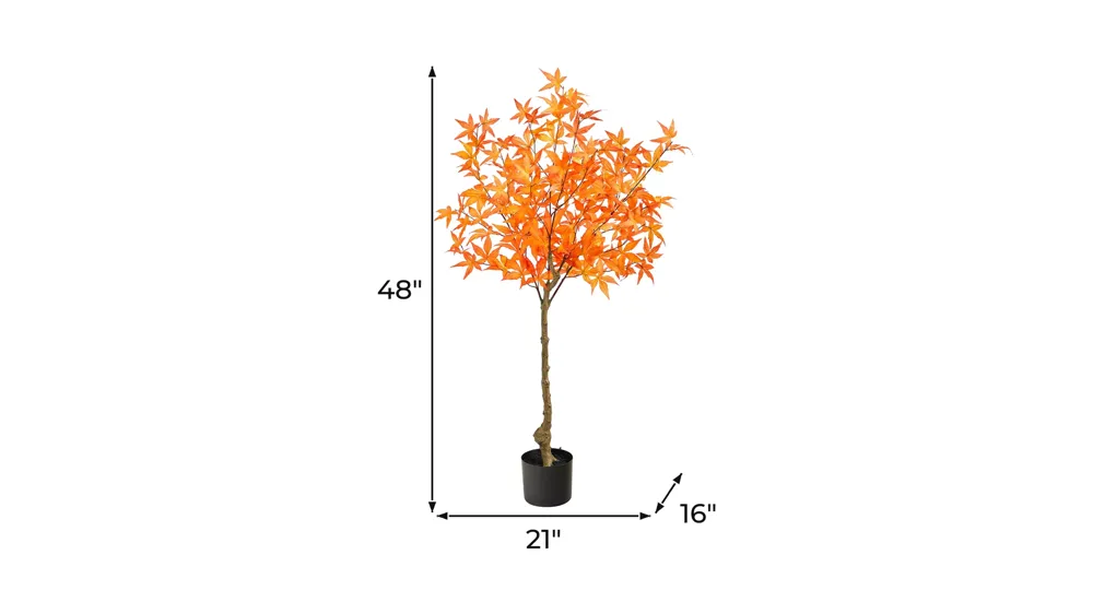 Fall foliage 4ft Harvest Maple Tree Dimensions