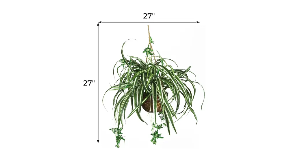 Spider Hanging Basket Silk Plant Dimensions