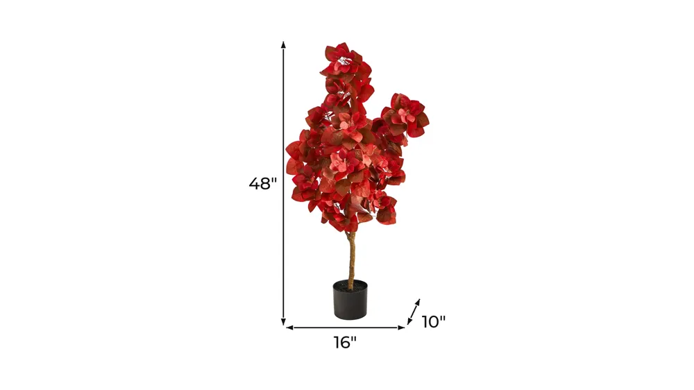 Fall foliage 4ft Pomegranate Tree Dimensions