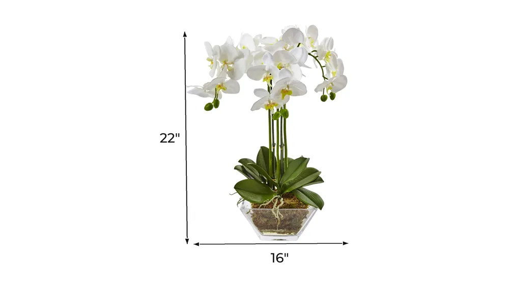 Triple Phalaenopsis Orchid in Glass Vase Dimensions