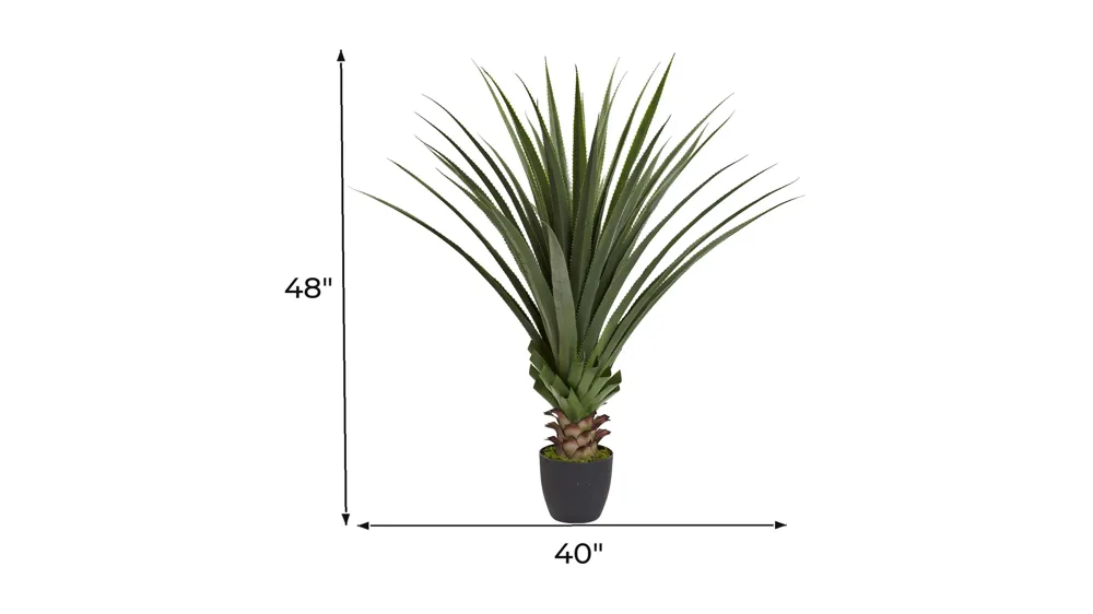 Spiked Agave Plant Dimensions