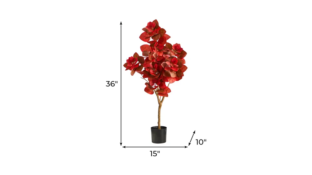 Fall foliage 3ft Pomegranate Tree Dimensions