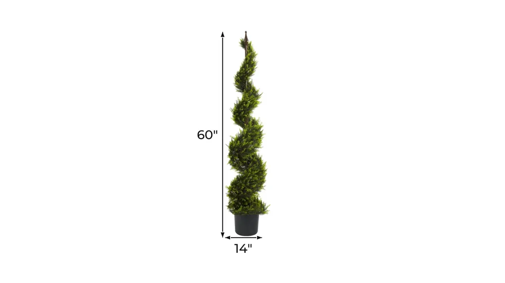 Cypress Spiral Tree Dimensions