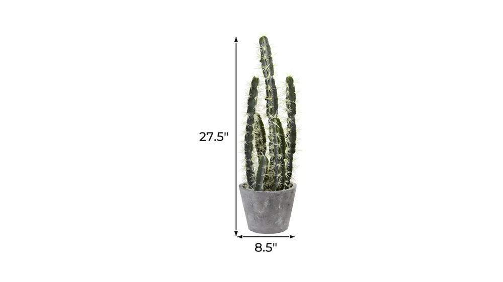 Decorative Cactus Garden with Cement Planter Dimensions