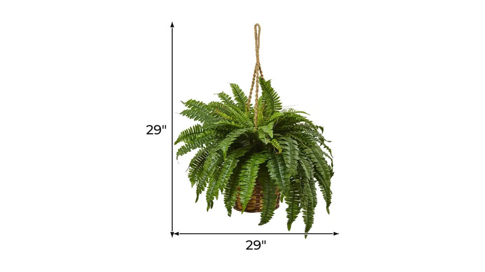 Boston Fern Hanging Basket Dimensions
