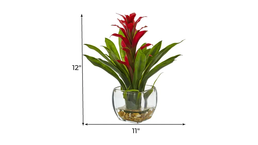 Bromeliad with Glass Vase Arrangement Dimensions