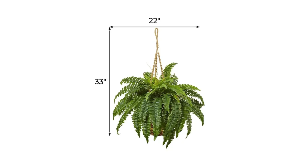 Boston Fern Hanging Basket Dimensions