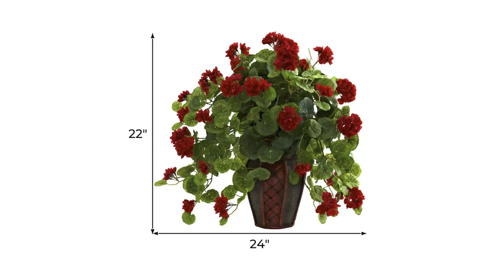 Geranium with Decorative Planter Dimensions