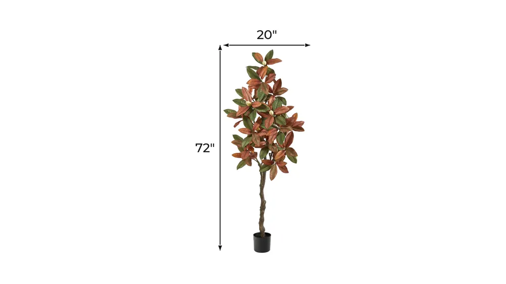 Fall foliage 6ft Magnolia Tree Dimensions