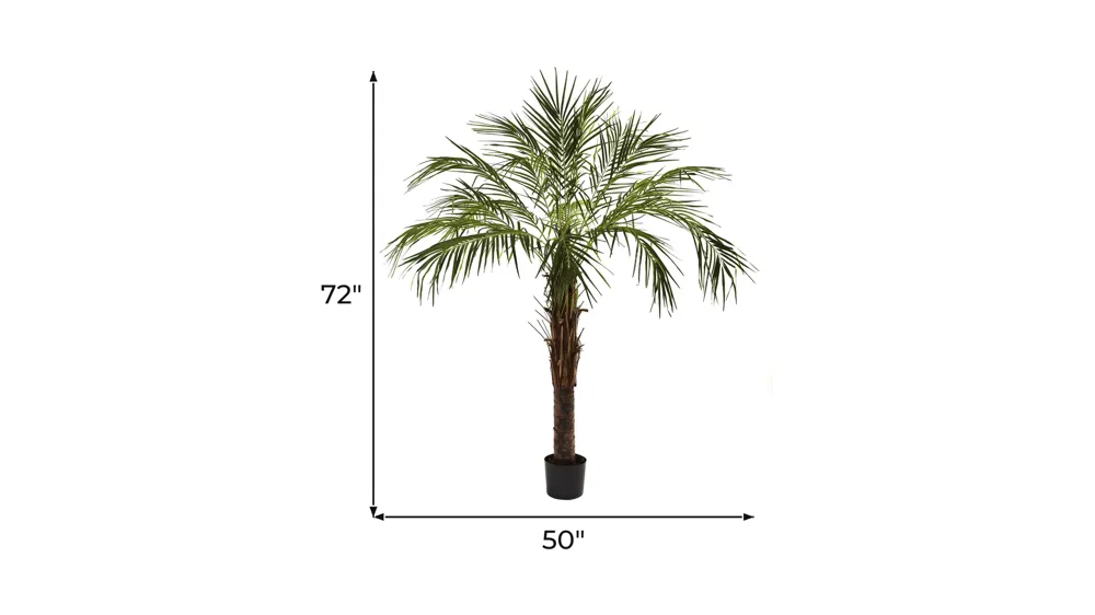 6ft. Robellini Palm Tree Dimensions