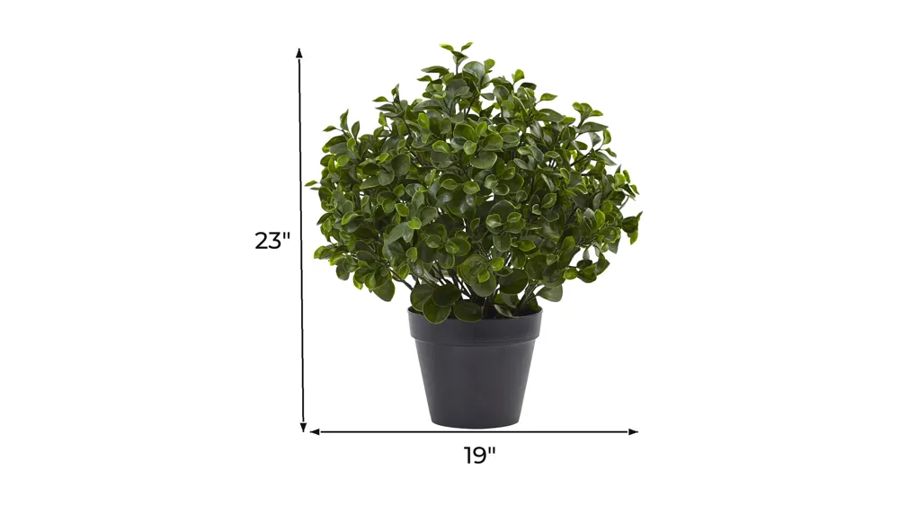 Peperomia Plant UV Resistant (Indoor/Outdoor) Dimensions