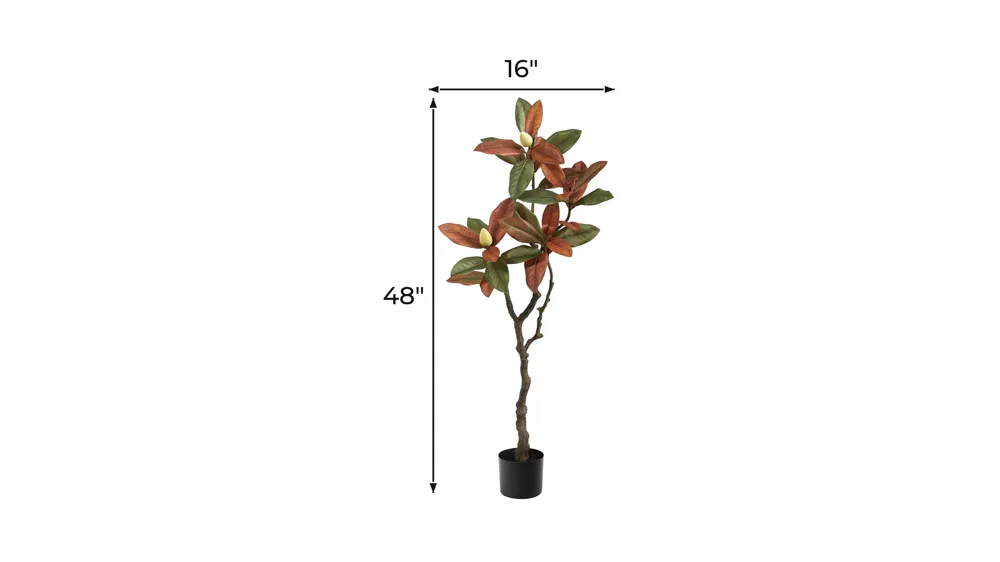 Fall foliage 4ft Magnolia Tree Dimensions