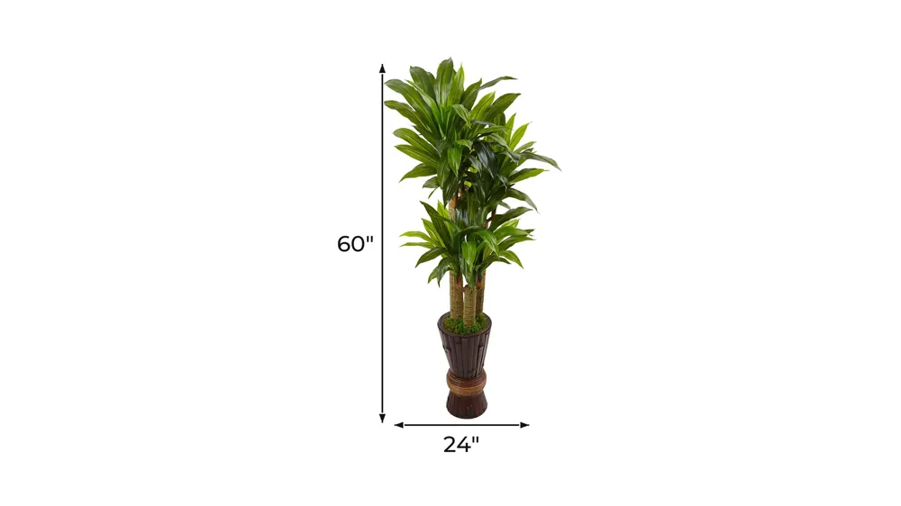 5ft. Cornstalk Dracaena Plant in Wooden Planter Dimensions