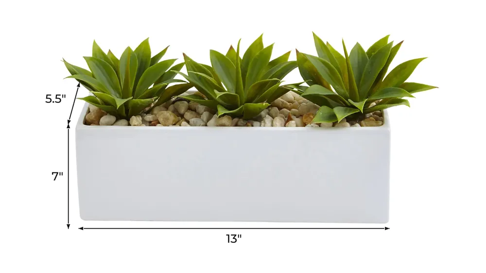 Agave Succulent in Rectangular Planter Dimensions