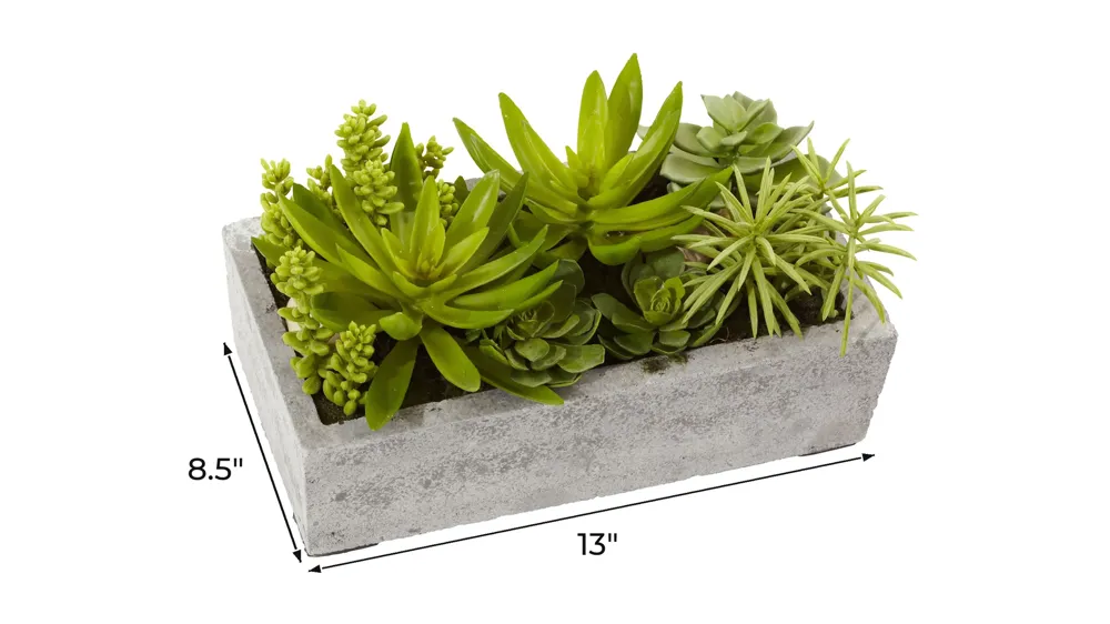 Succulent Garden with Concrete Planter Dimensions