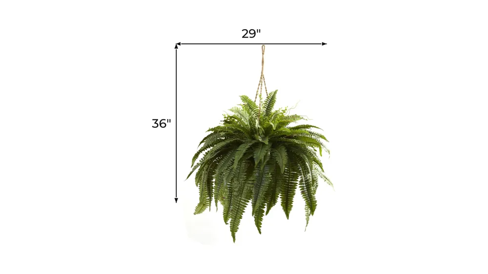 Giant Boston Fern Hanging Basket Dimensions