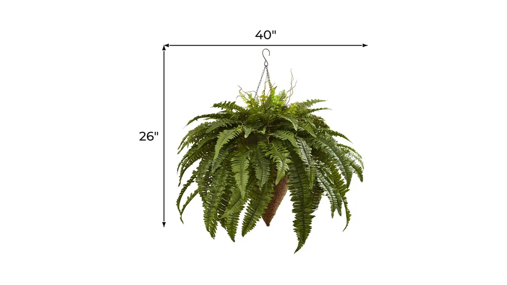 Giant Boston Fern with Cone Hanging Basket Dimensions