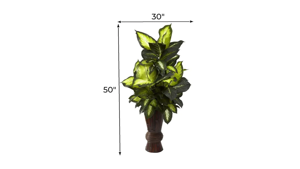 Golden Dieffenbachia with Bamboo Planter Dimensions