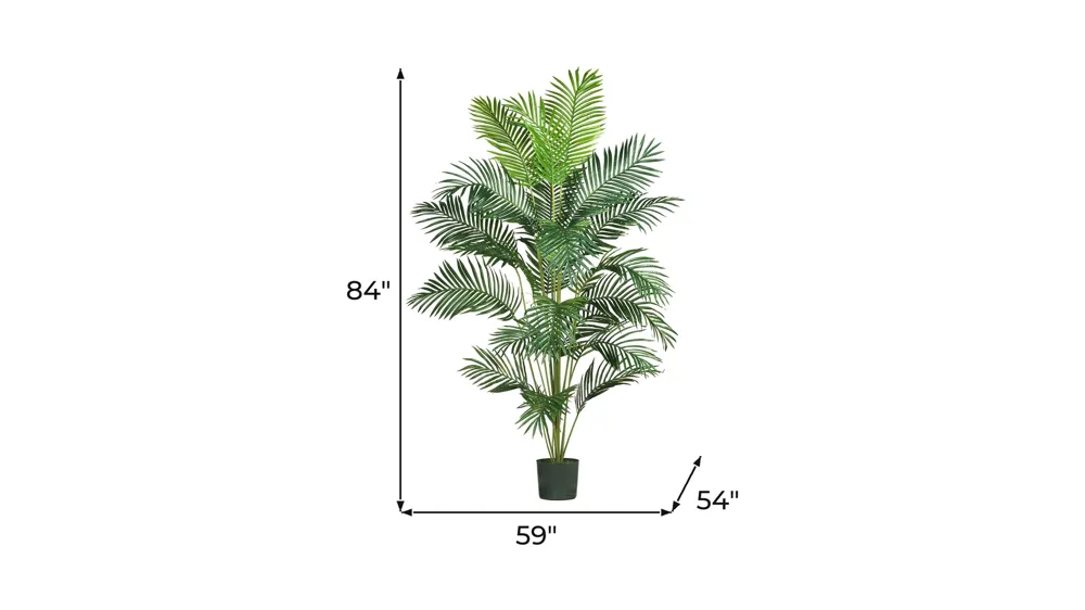 Paradise Palm Dimensions