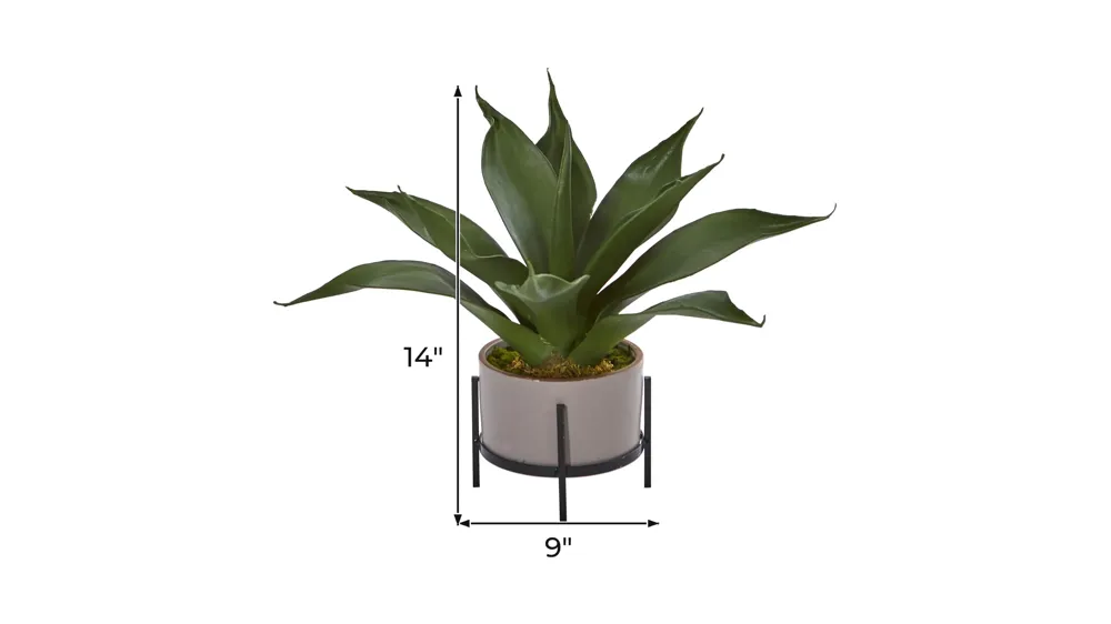 Agave Succulent in Decorative Planter Dimensions