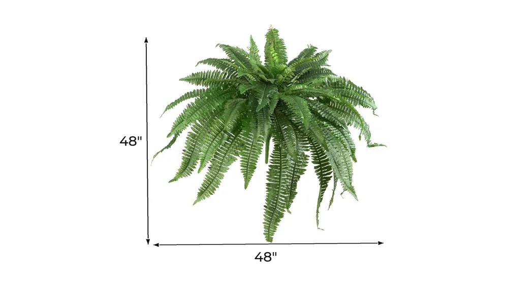 Large Boston Fern: Set of 2 Dimensions
