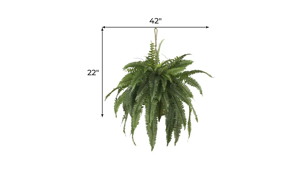 Large Boston Fern Hanging Basket Dimensions