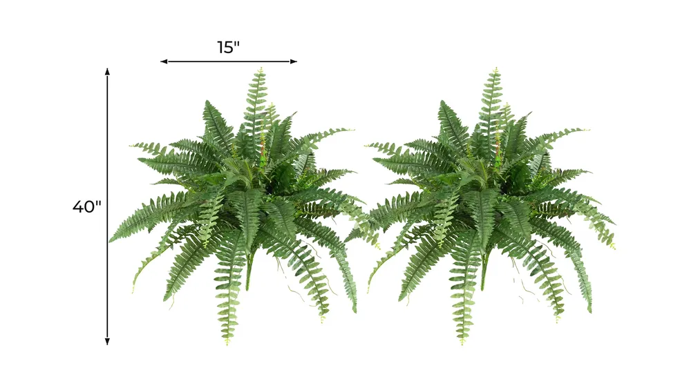 Boston Fern: Set of 2 Dimensions