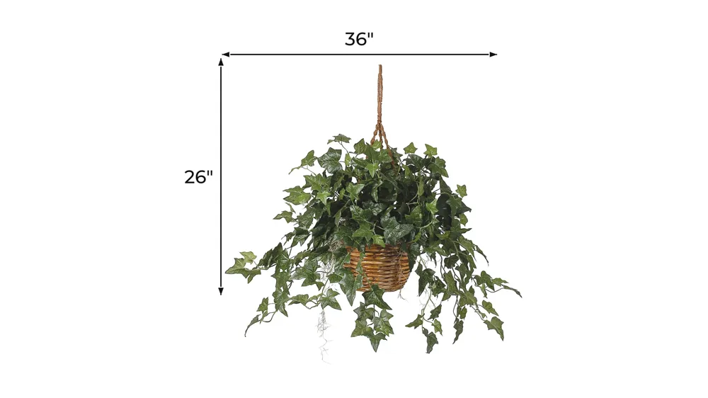 English Ivy Hanging Basket Dimensions