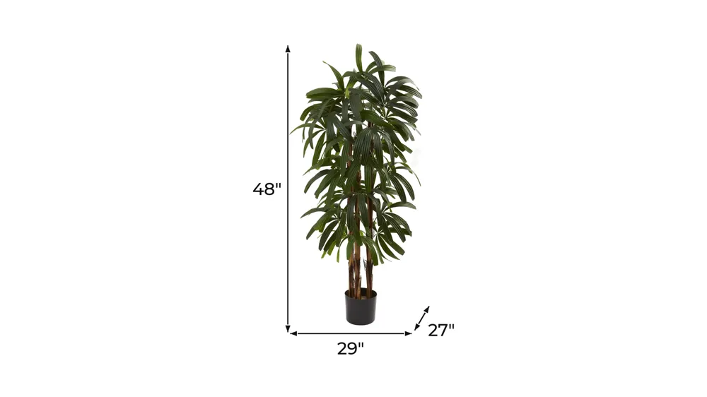4ft. Raphis Palm Tree Dimensions