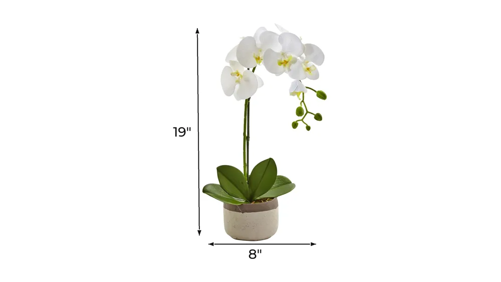 Phalaenopsis Orchid in Ceramic Pot Dimensions