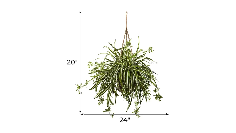 Spider Plant Hanging Basket Dimensions