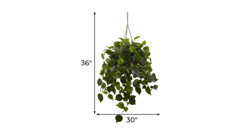 Philodendron Hanging Basket (Indoor/Outdoor) Dimensions