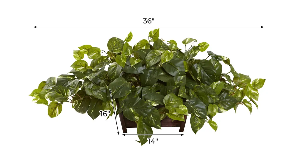 Pothos with Rectangle Decorative Planter Dimensions