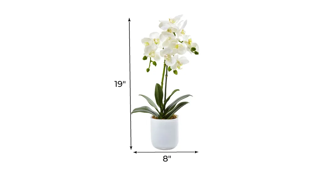 Phalaenopsis in Frosted Glass Dimensions