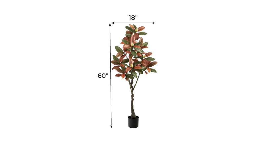 Fall foliage 5ft Magnolia Tree Dimensions