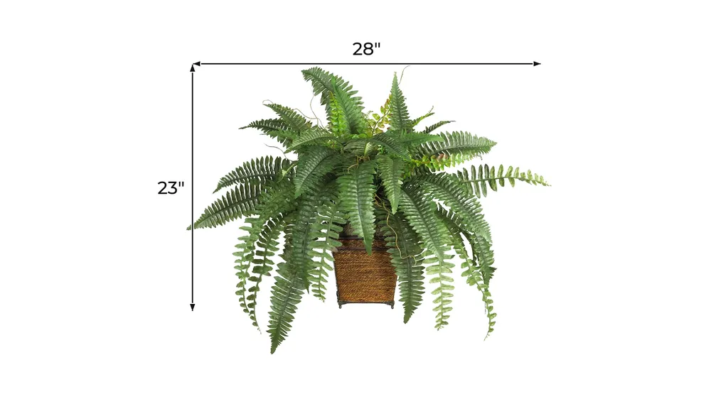Boston Fern with Wicker Basket Dimensions