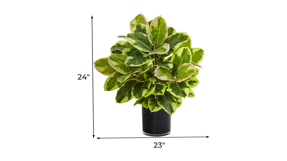 Artificial Rubber Plant in Cylinder Dimensions